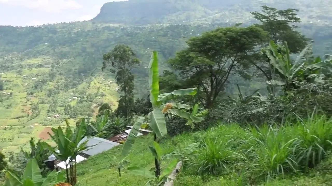 Green hillside farms and banana plants on the slopes in Uganda