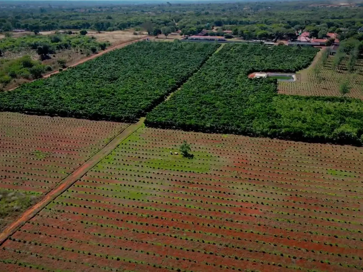 Drone view over rows of coffee on flat, red-earth ground in Zambia